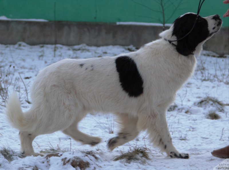 Фото: ньюфаундленд Гуччи фром Рашн Беар