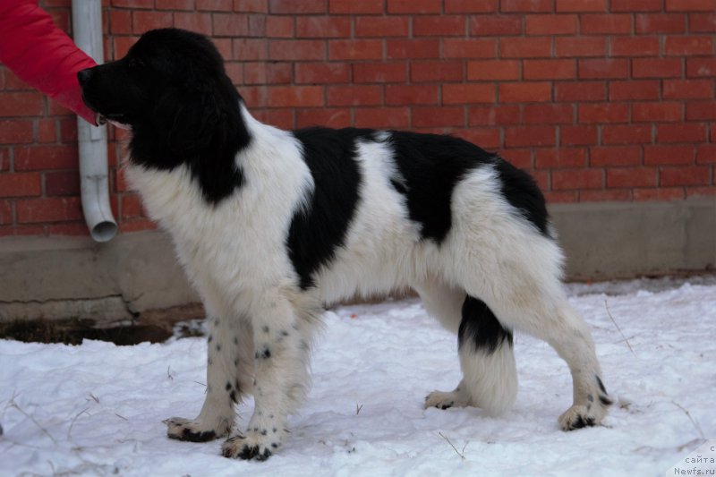 Фото: ньюфаундленд Данкастер фром Рашн Беар