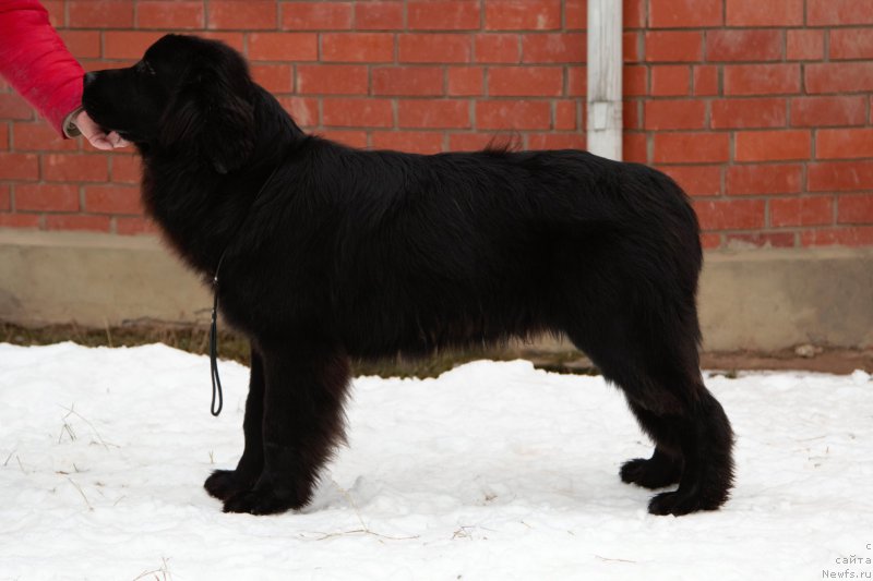 Фото: ньюфаундленд Джастин фром Рашн Беар