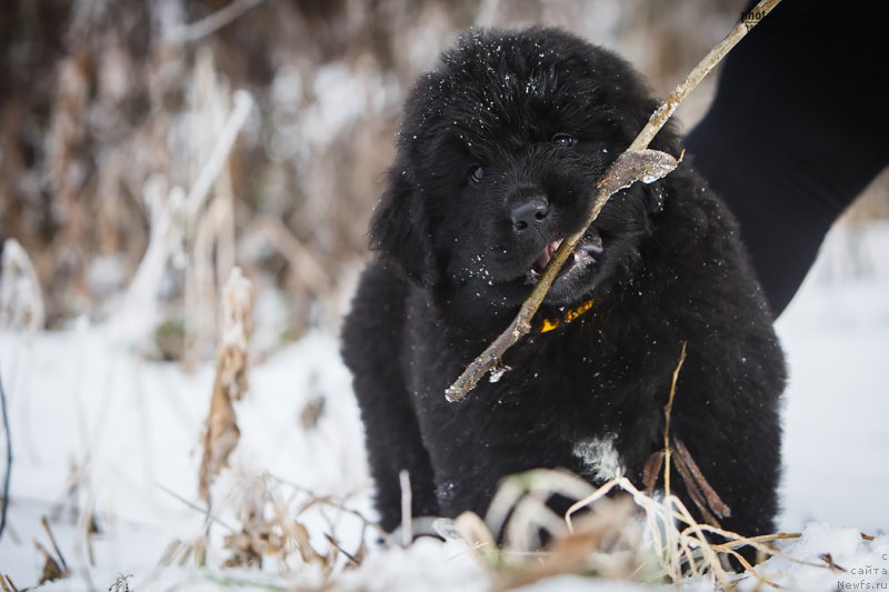 Фото: ньюфаундленд Сказочная Кроха Аве Александрия