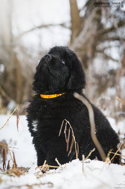 Фото: ньюфаундленд Сказочная Кроха Аве Александрия
