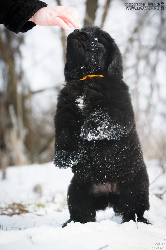 Фото: ньюфаундленд Сказочная Кроха Аве Александрия