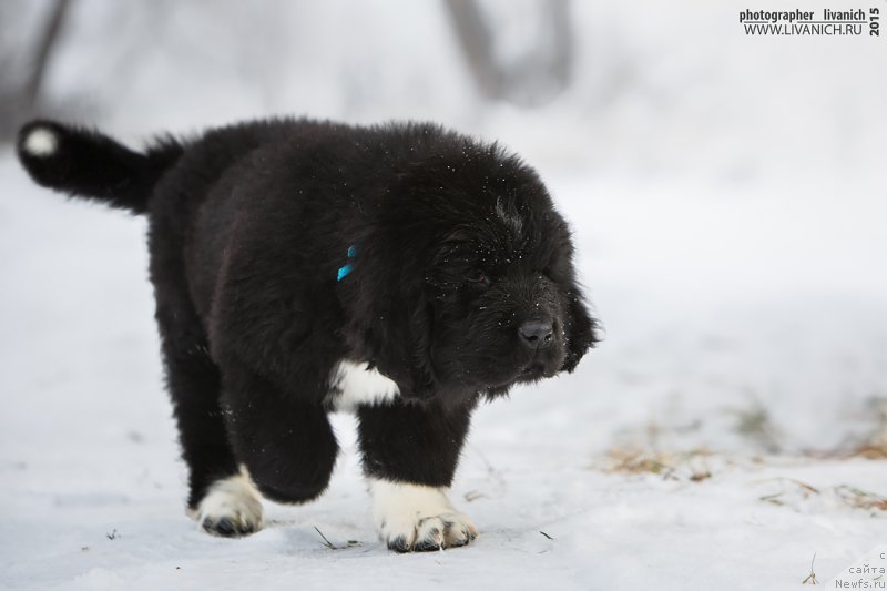 Фото: ньюфаундленд Сказочная Кроха Адмирал Нельсон