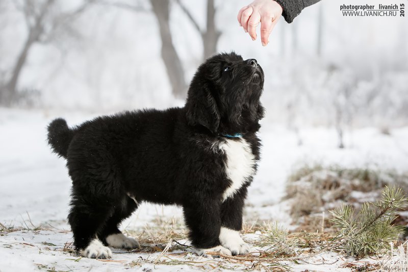 Фото: ньюфаундленд Сказочная Кроха Адмирал Нельсон