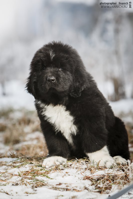 Фото: ньюфаундленд Сказочная Кроха Адмирал Нельсон