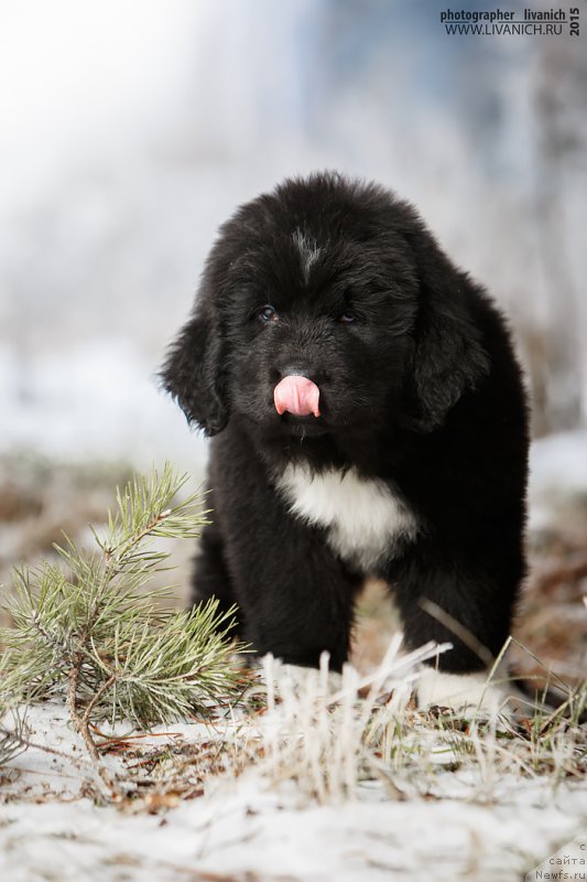 Фото: ньюфаундленд Сказочная Кроха Адмирал Нельсон