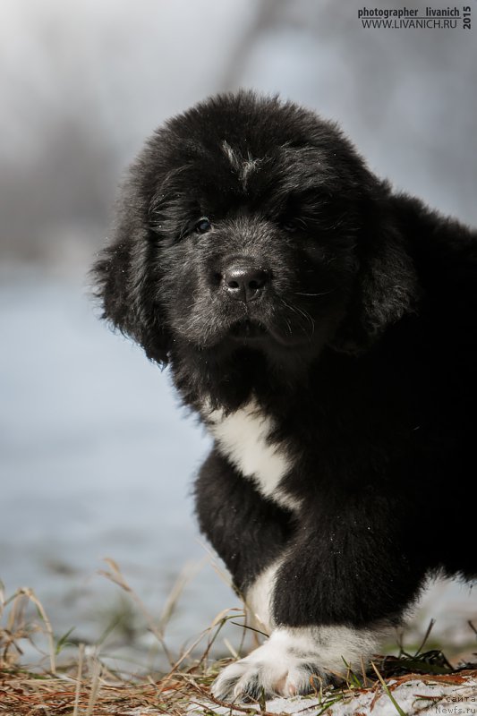 Фото: ньюфаундленд Сказочная Кроха Адмирал Нельсон