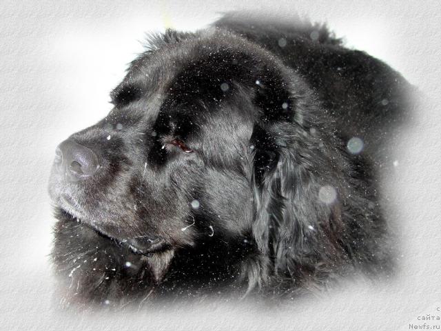 Фото: ньюфаундленд Оскар Трейси-Виктория