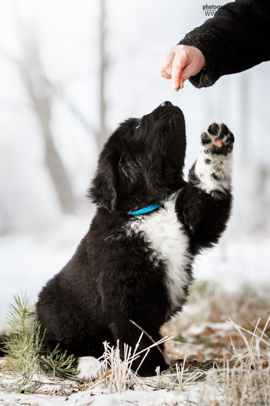 Фото: ньюфаундленд Сказочная Кроха Адмирал Нельсон