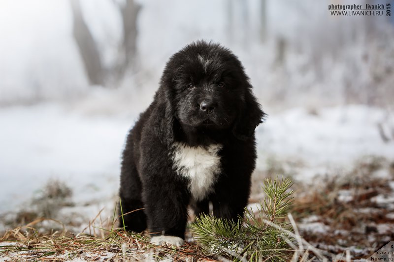 Фото: ньюфаундленд Сказочная Кроха Адмирал Нельсон