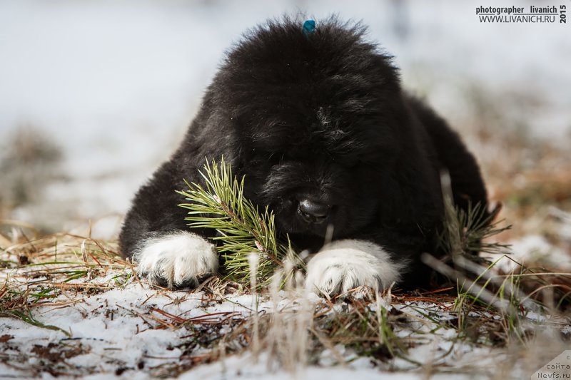 Фото: ньюфаундленд Сказочная Кроха Адмирал Нельсон