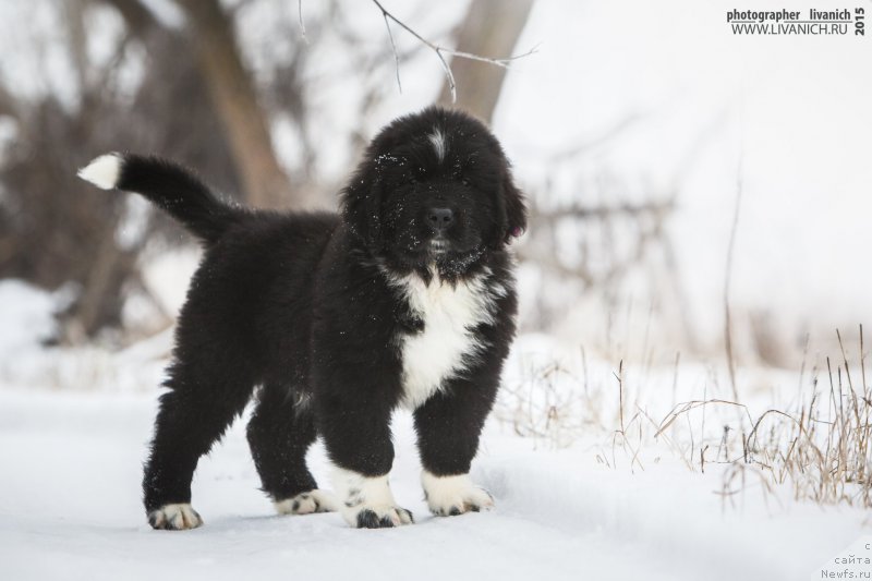 Фото: ньюфаундленд Сказочная Кроха Артур Львиное Сердце