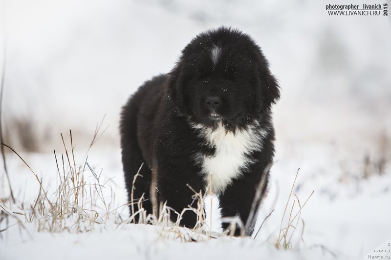 Фото: ньюфаундленд Сказочная Кроха Артур Львиное Сердце