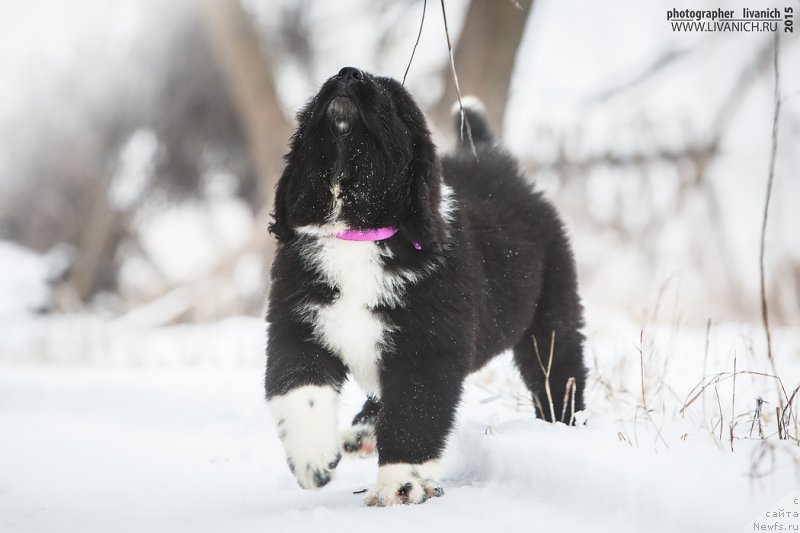 Фото: ньюфаундленд Сказочная Кроха Артур Львиное Сердце