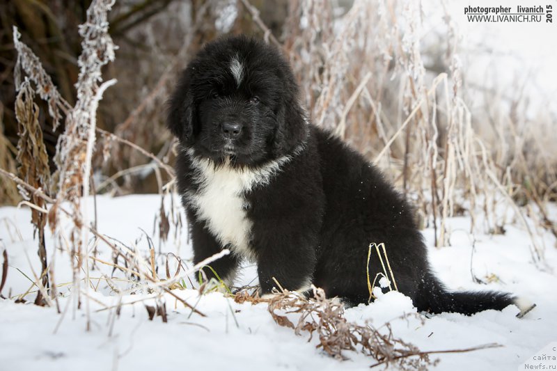 Фото: ньюфаундленд Сказочная Кроха Артур Львиное Сердце