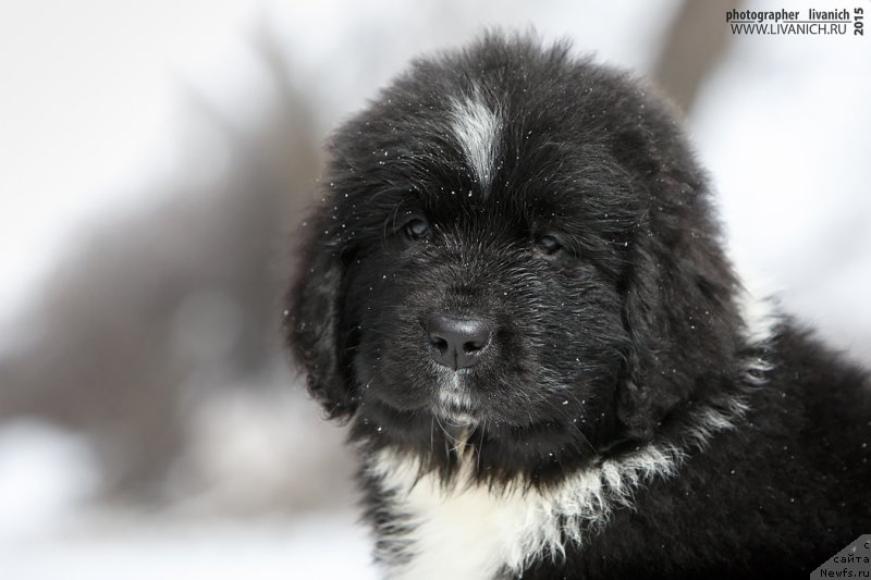 Фото: ньюфаундленд Сказочная Кроха Артур Львиное Сердце