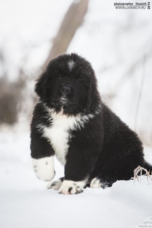 Фото: ньюфаундленд Сказочная Кроха Артур Львиное Сердце