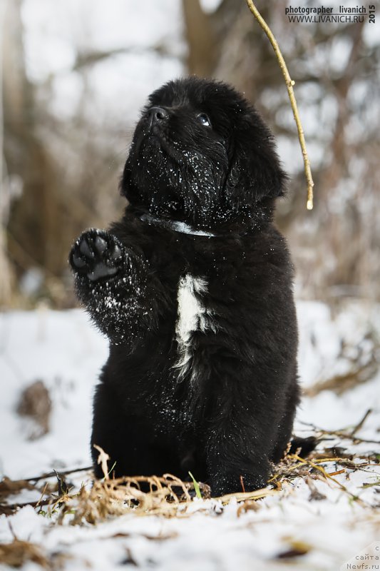 Фото: ньюфаундленд Сказочная Кроха Айвенго