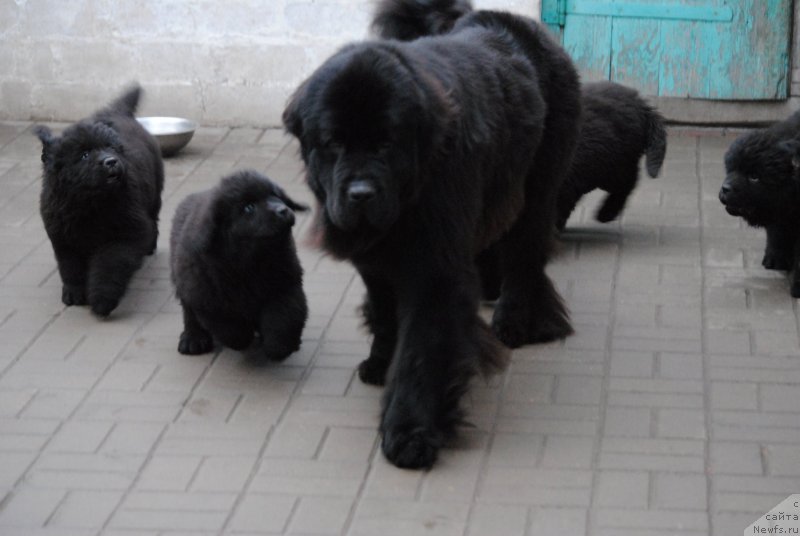 Фото: ньюфаундленд Хариетта Ембодимент оф а Греат Претендер (Harrieta Embodiment of a Great Pretender)