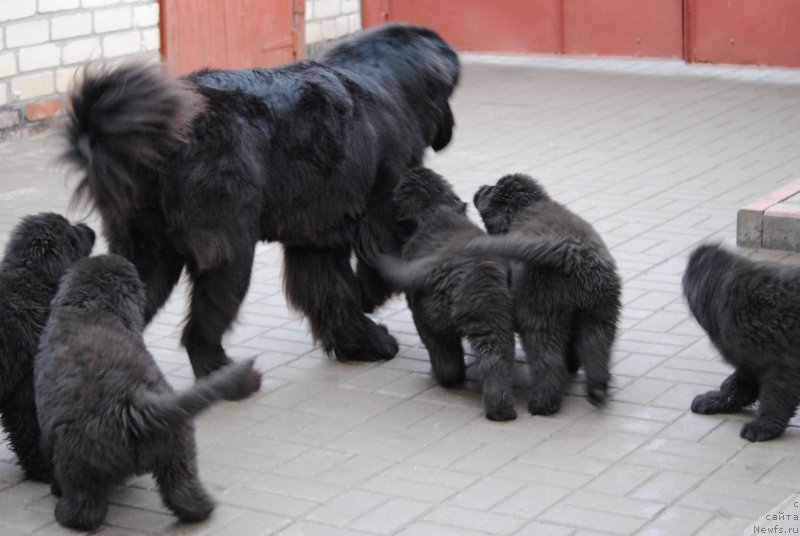 Фото: ньюфаундленд Хариетта Ембодимент оф а Греат Претендер (Harrieta Embodiment of a Great Pretender)