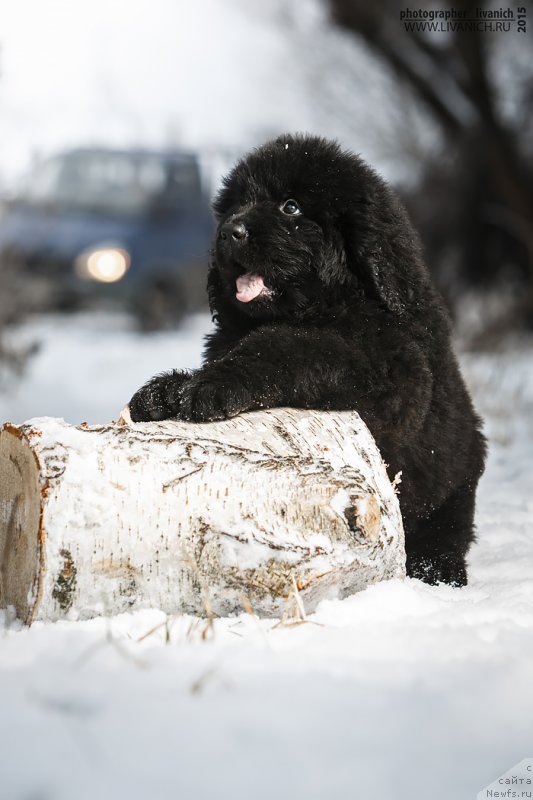 Фото: ньюфаундленд Сказочная Кроха Ангел Моей Души
