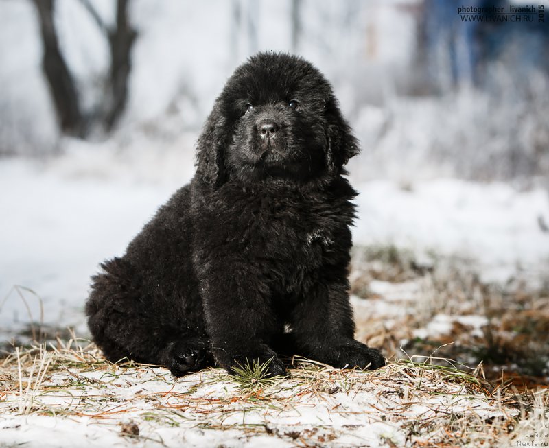 Фото: ньюфаундленд Сказочная Кроха Ангел Моей Души