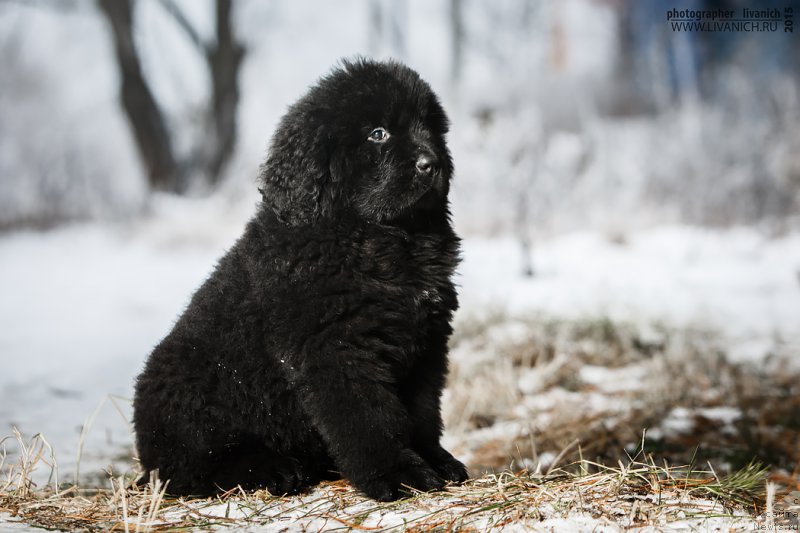 Фото: ньюфаундленд Сказочная Кроха Ангел Моей Души