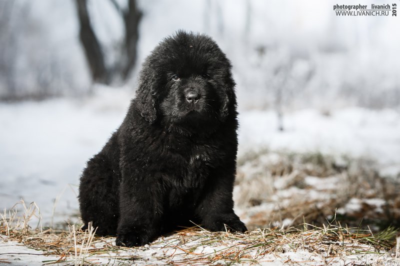 Фото: ньюфаундленд Сказочная Кроха Ангел Моей Души