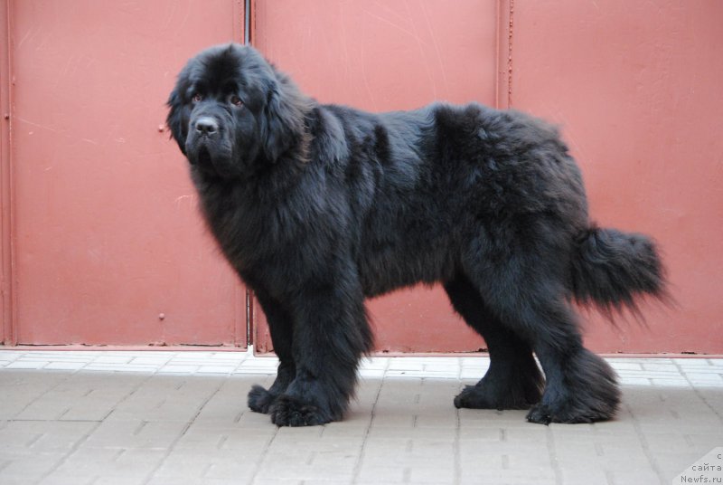 Фотография № 197131