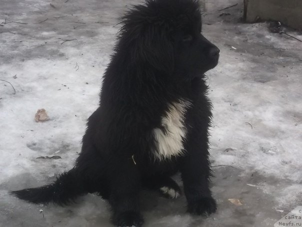 Фото: ньюфаундленд Несси