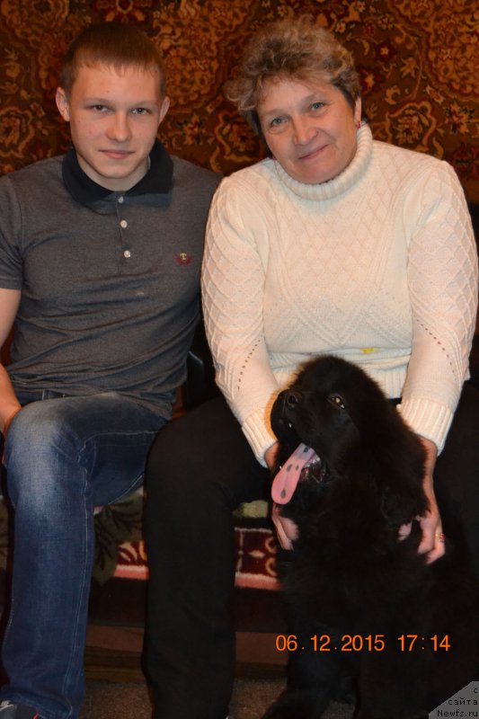 Фото: ньюфаундленд Дамский Каприз Знойная Мэри