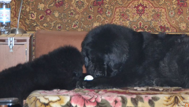 Фото: ньюфаундленд Дамский Каприз Знойная Мэри, ньюфаундленд Zhdanny Syn Vialiki Miadzvedz