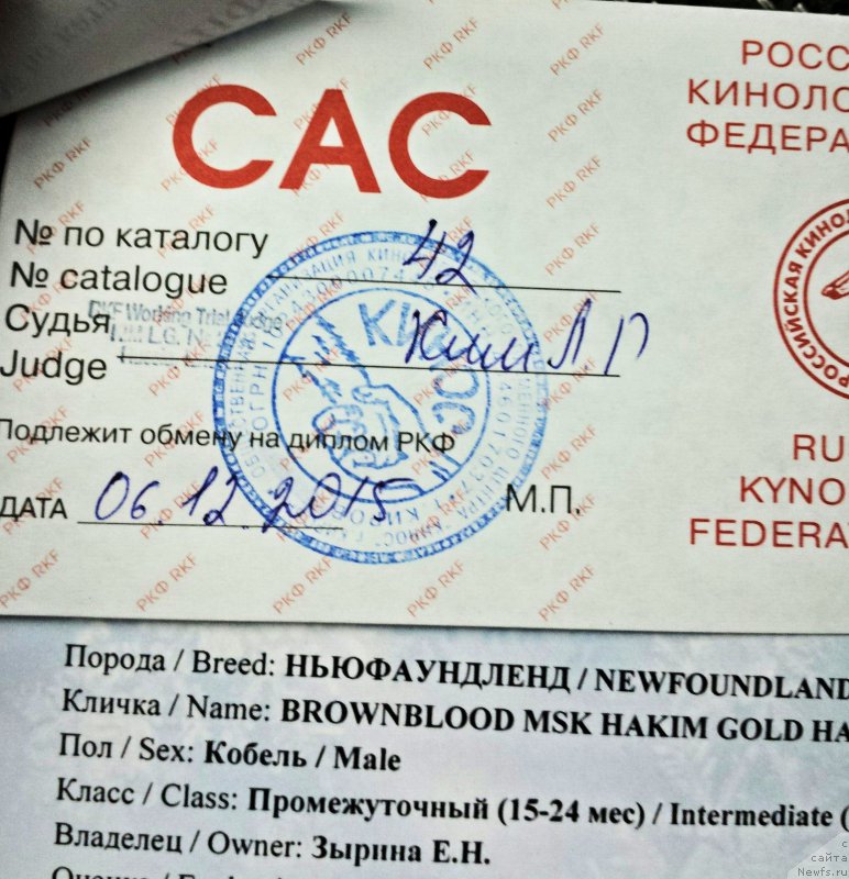 Фото: ньюфаундленд Браунблад МСК Хаким Голд Хайдар (Brownblood MSK Hakim Gold Haydar)
