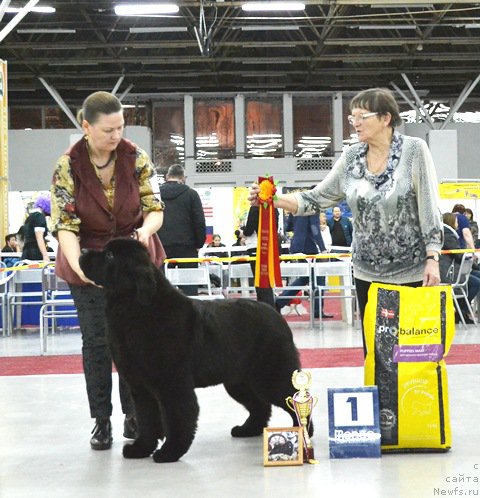 Фото: ньюфаундленд Акватория Келвин Дискавери