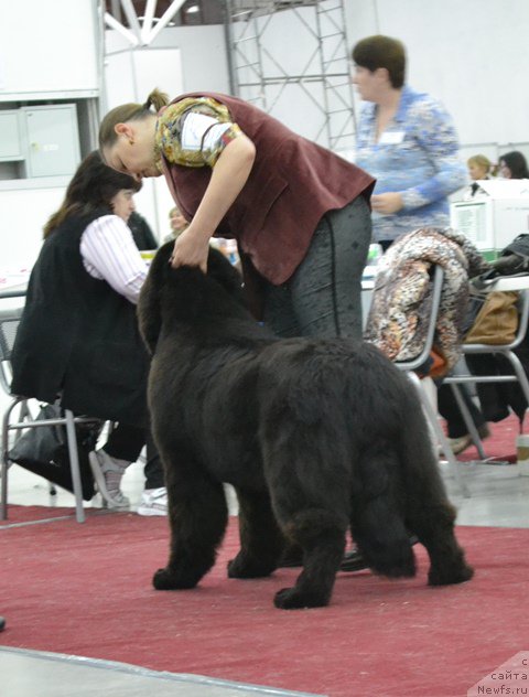 Фото: ньюфаундленд Акватория Келвин Дискавери