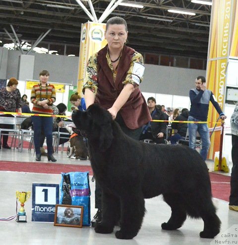 Фото: ньюфаундленд Акватория Келвин Юз оф Мэджик Спирит (Aquatoriya Kelvin Yuse of Magic Spirit)