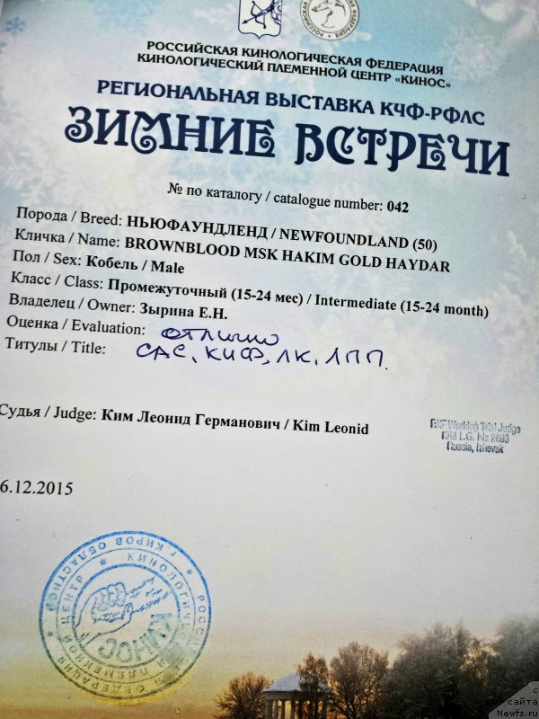 Фото: ньюфаундленд Браунблад МСК Хаким Голд Хайдар (Brownblood MSK Hakim Gold Haydar)
