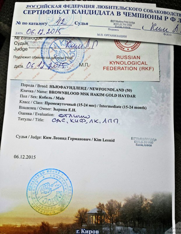 Фото: ньюфаундленд Браунблад МСК Хаким Голд Хайдар (Brownblood MSK Hakim Gold Haydar)