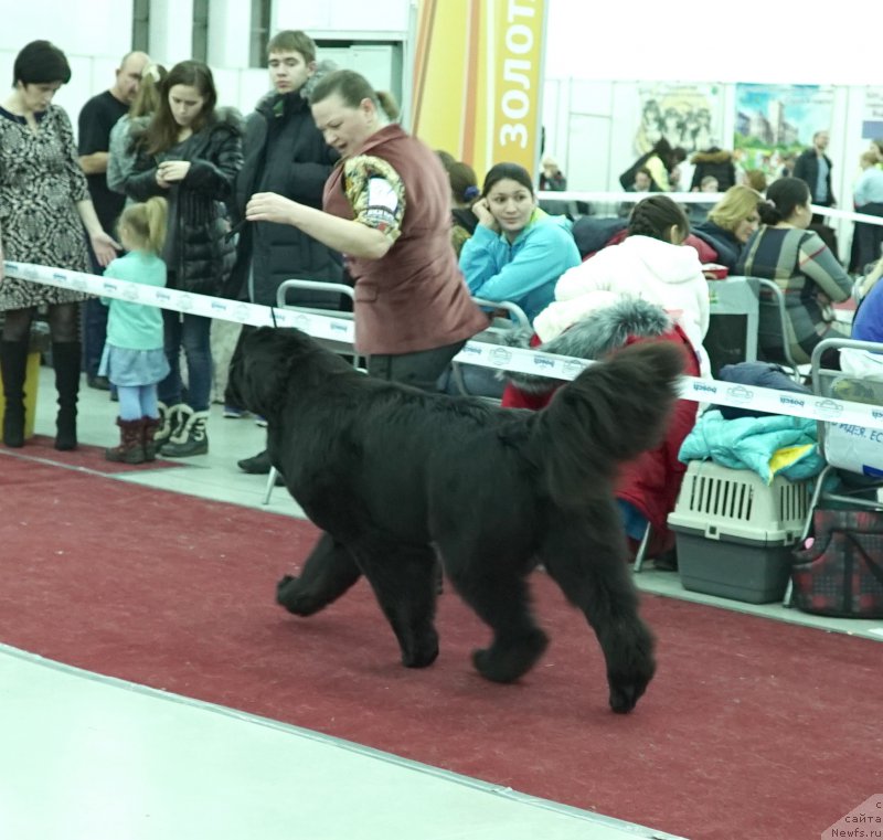 Фото: ньюфаундленд Акватория Келвин Юз оф Мэджик Спирит (Aquatoriya Kelvin Yuse of Magic Spirit)