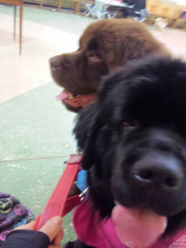 Фото: ньюфаундленд Браунблад МСК Хаким Голд Хайдар (Brownblood MSK Hakim Gold Haydar), ньюфаундленд Ньюфорт Тайм'с Голд Алекса