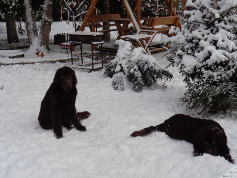 Фото: ньюфаундленд Интрига Ринга Вишня в Шоколаде, ньюфаундленд Хит Шелико Гуди Хот Чоколат
