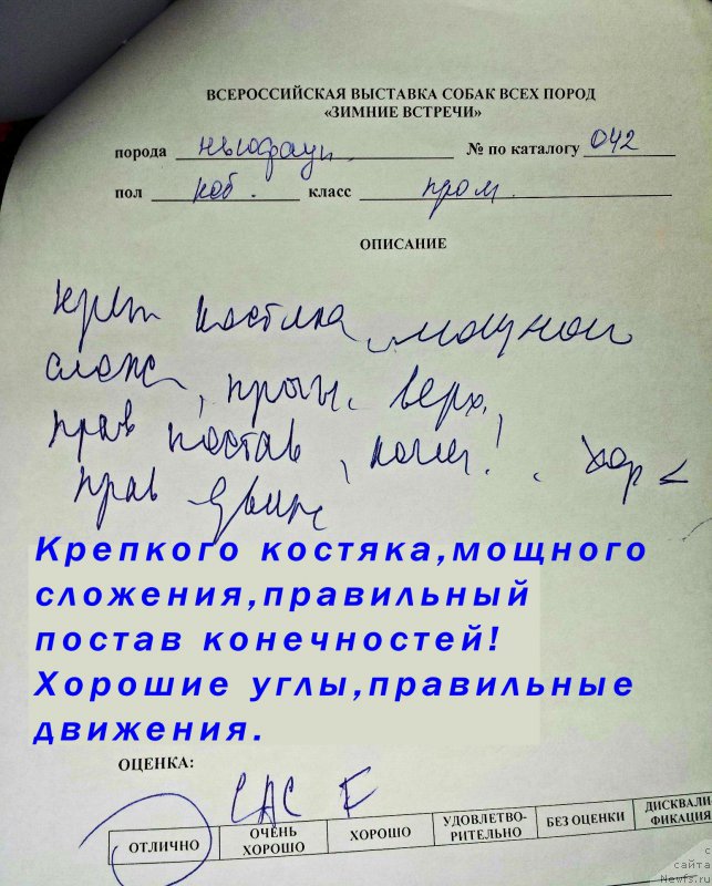 Фото: ньюфаундленд Браунблад МСК Хаким Голд Хайдар (Brownblood MSK Hakim Gold Haydar)