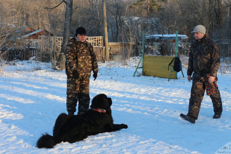 Фото: Александр Бурмистров, ньюфаундленд Вом Ватерфулл Лэнд Бэкхэм (Vom Waterfall Land Backham)