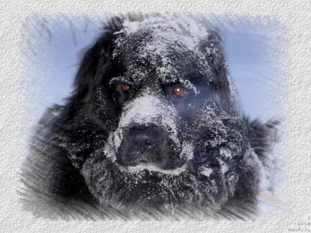 Фото: ньюфаундленд Оскар Трейси-Виктория