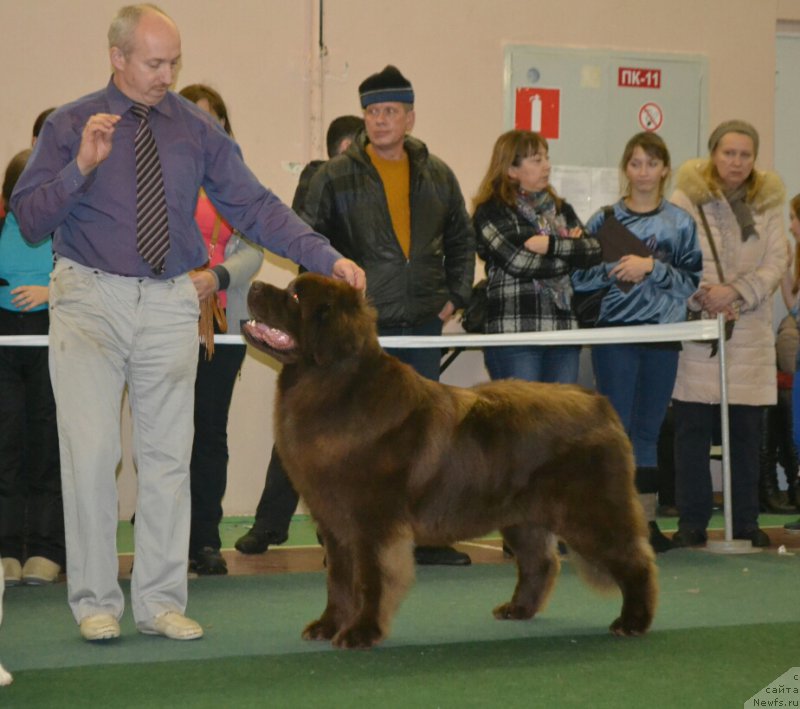 Фото: ньюфаундленд Браунблад МСК Хаким Голд Хайдар (Brownblood MSK Hakim Gold Haydar)