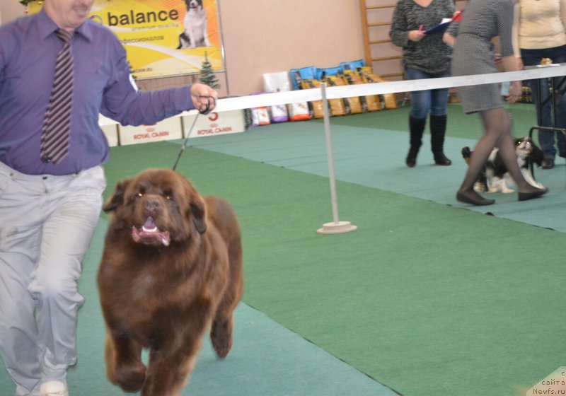 Фото: ньюфаундленд Браунблад МСК Хаким Голд Хайдар (Brownblood MSK Hakim Gold Haydar)