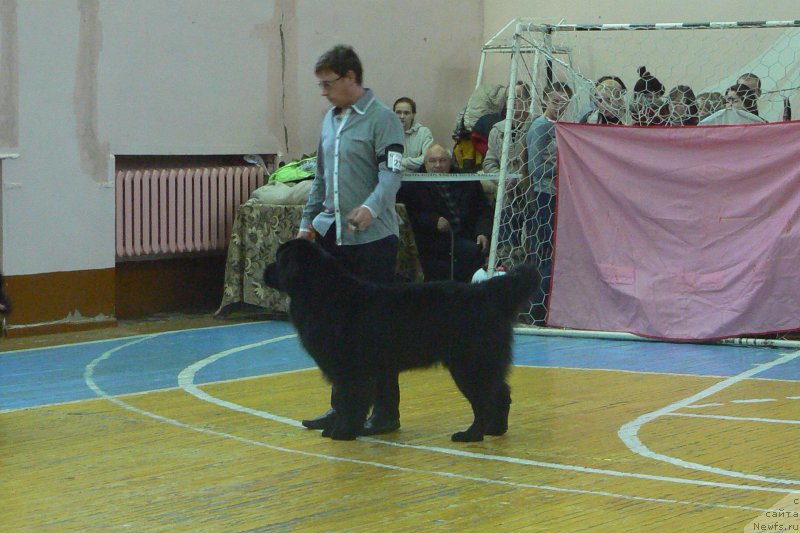 Фото: ньюфаундленд Смигар Укротительница Тигров, Михаил Пуцилло