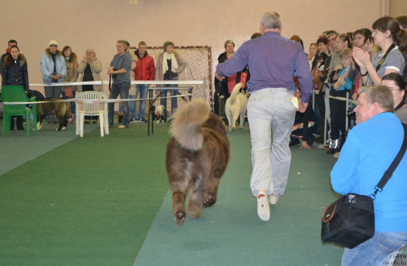 Фото: ньюфаундленд Браунблад МСК Хаким Голд Хайдар (Brownblood MSK Hakim Gold Haydar)