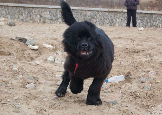 Фото: ньюфаундленд Супер Премиум Вашингтон