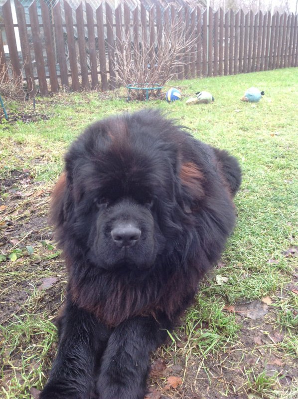 Фото: ньюфаундленд Смигар Удельный Князь Снегодар